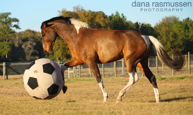 Karen Rohlf Dressage Naturally horse playing soccer