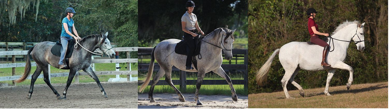 Natilla Before and After Dressage Naturally Training