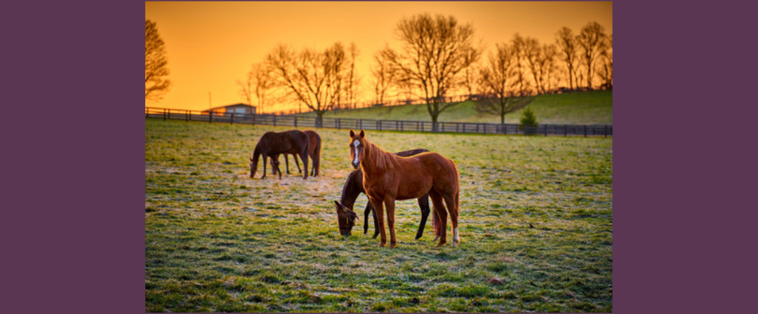 EP213: Equine Posture and Dentistry with Dr. Karen Gellman