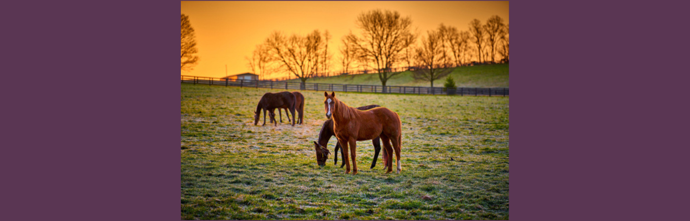 Equine Dentistry