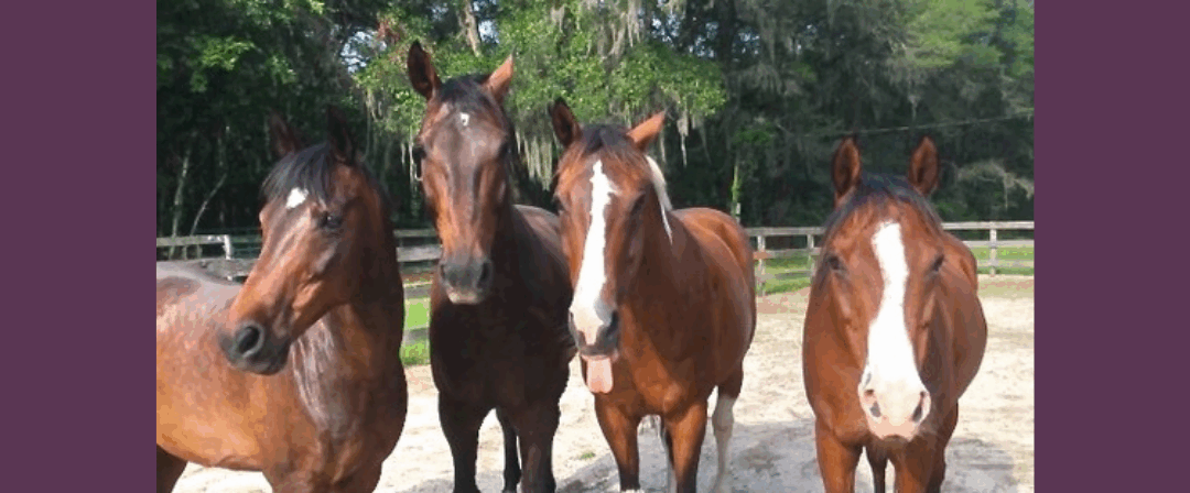 EP248: Your Horse’s M.O.