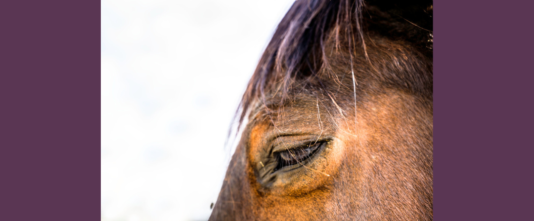 EP252: What to Do When You See Mistreatment