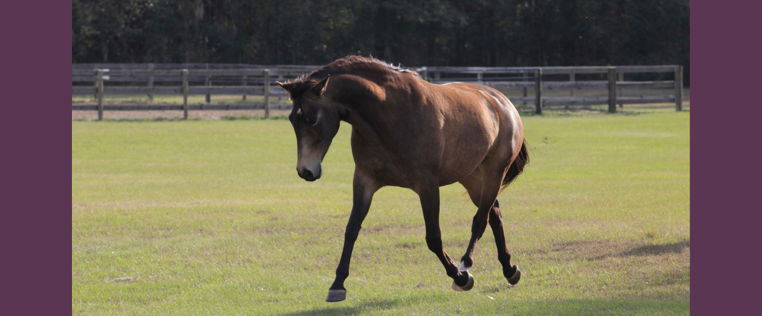 EP253: Exuberance or Trouble?