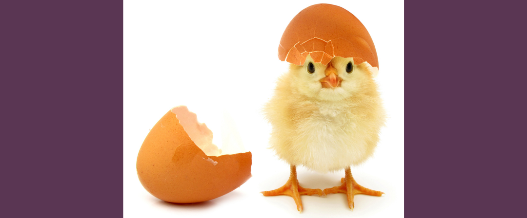 EP263: Chickens & Eggs